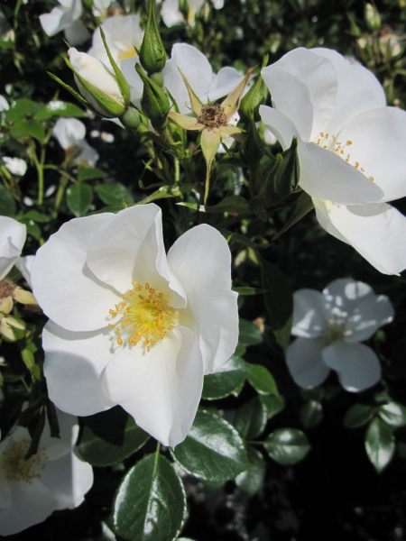 Rosa Escimo